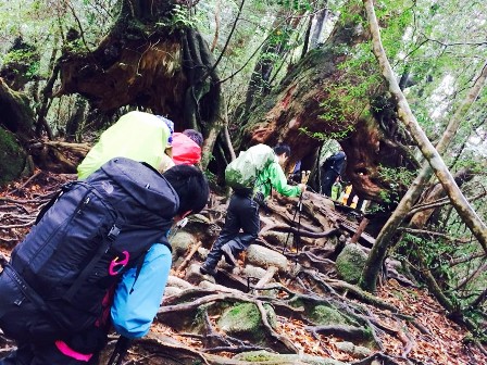 yakushima2604.12.jpg